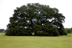 A photo of a grass field with a large tree in the center